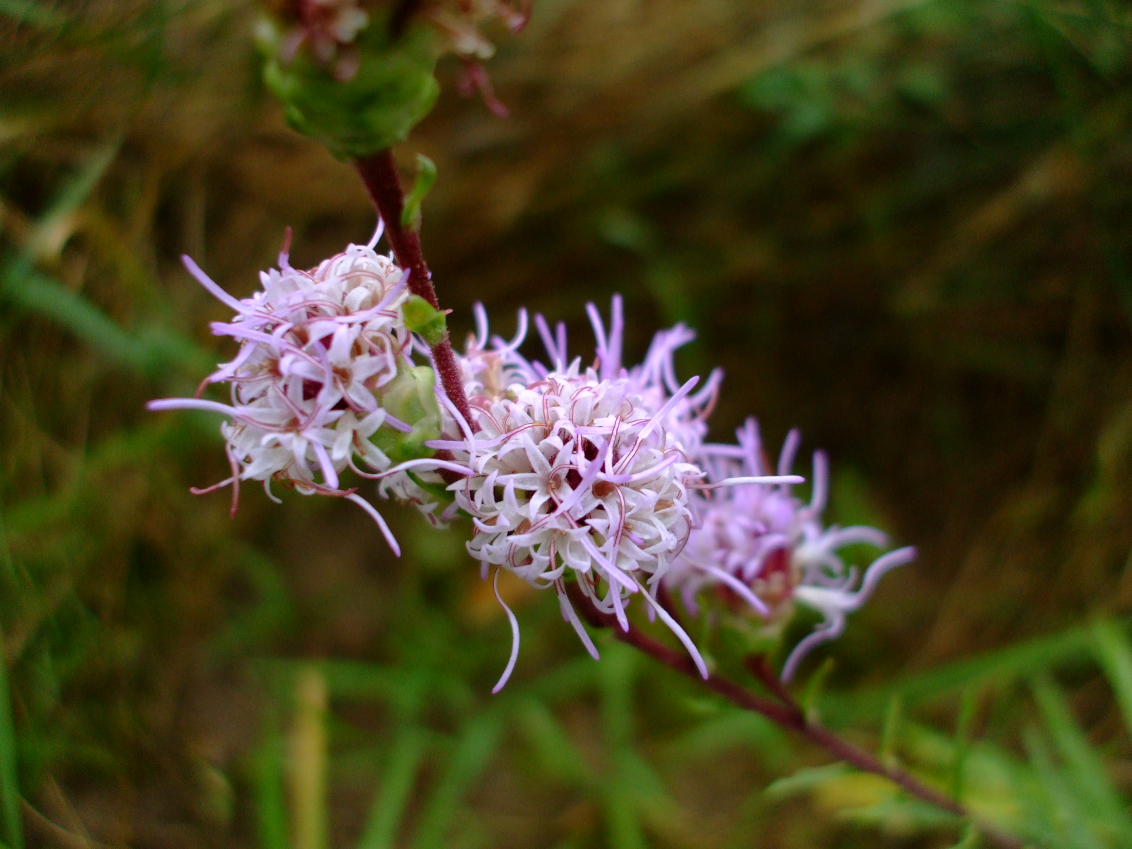 Liatris ligulistylis